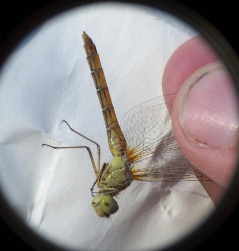 Sympetrum meridionale